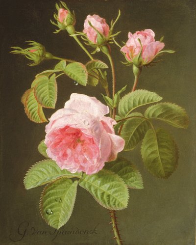A Branch of Roses by Cornelis van Spaendonck
